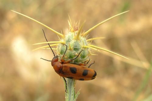 Euzonitis sp.